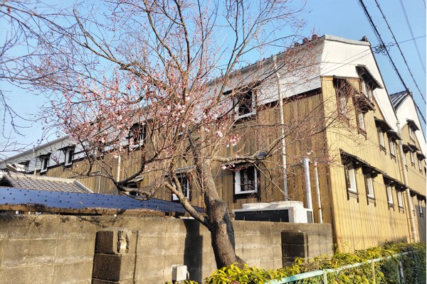 京都市の桜の開花情報