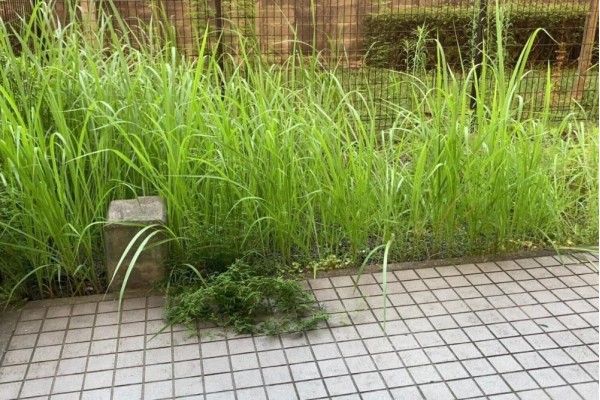 夏の雑草対策（マンションの専用庭）