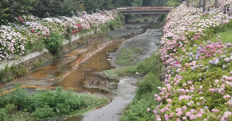 梅雨を楽しもう！アジサイだらけ