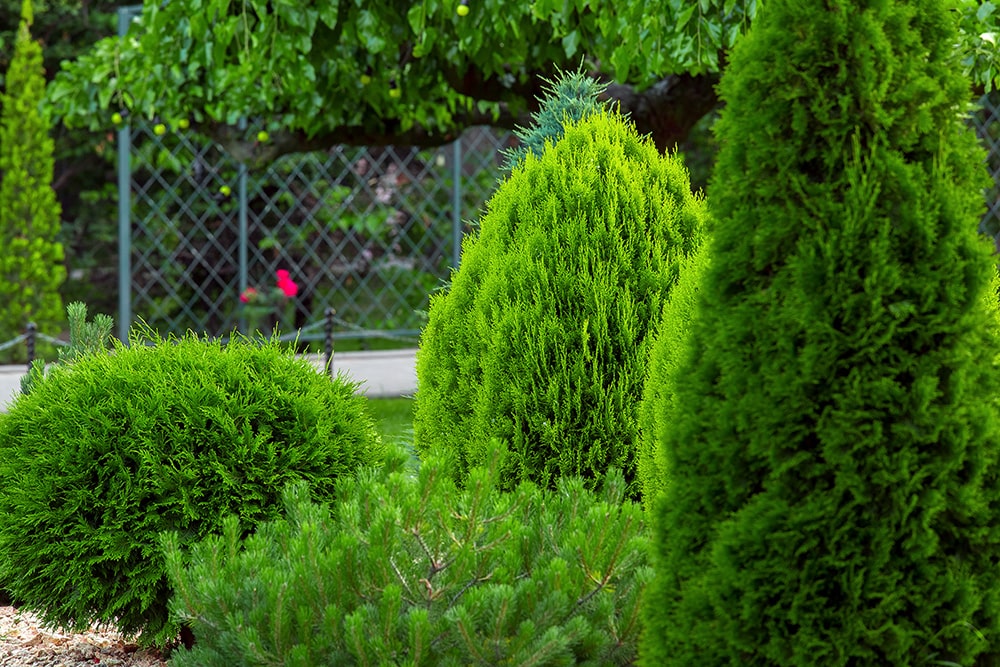 手間のかからない植物を選ぶ